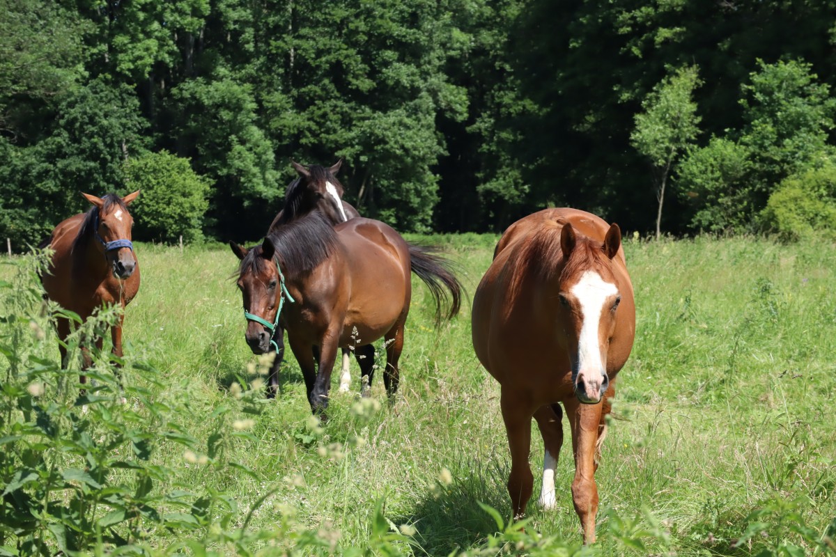 Koń na łące, koniem szczęśliwym – co koń je, oprócz trawy?