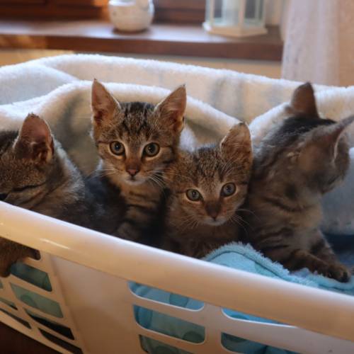 Dziękujemy za pomoc tym maleństwom- kotki są już do adopcji realnej!