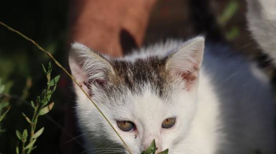 Dziękujemy za pomoc kociej rodzinie- kotki są już do adopcji relanej!