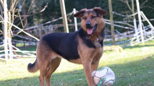 Cudowna Fiona szuka kochającego domu adopcyjnego!