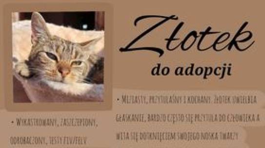 ZŁOTEK, DELICJA, BAKALIA, JAGÓDEK SZUKAJĄ KOCHAJĄCYCH DOMÓW ADOPCYJNYCH!
